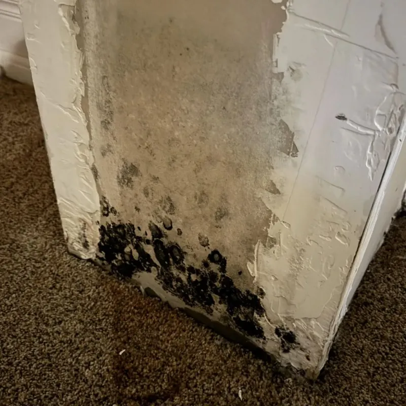 Professional Mold Removal in Moss Point, MS